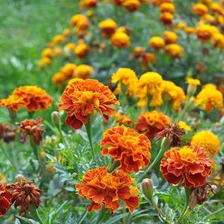 بذور المخملية ايطالي