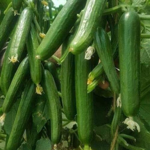 بذور خيار 10 جم امريكي