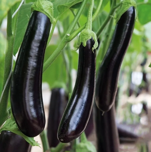 بذور باذنجان نيجرا طويل فيتو 5 غم