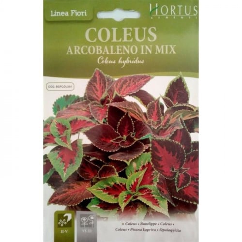 بذور كوليوس السجاد