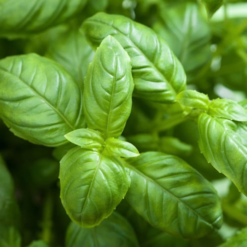 بذور ريحان مصري