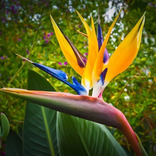 بذور عصفور الجنة