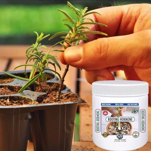 هرمون التجذير 100 جم