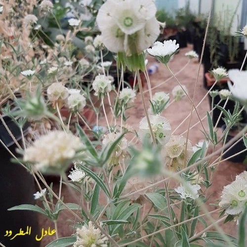 طربة (أم قلاص ) 30 بذرة Lomelosia palaestina