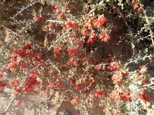 مصع ( غرقد ) 30 بذرة Nitraria retusa