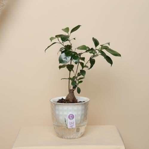 نباتات طبيعيه