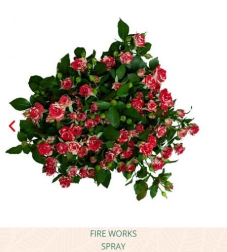 بيبي جوري(10 أغصان)-Fireworks