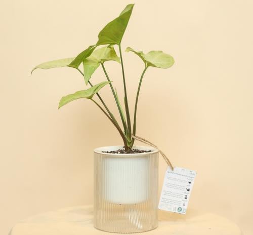 سنجونيوم ( نباتات طبيعية )