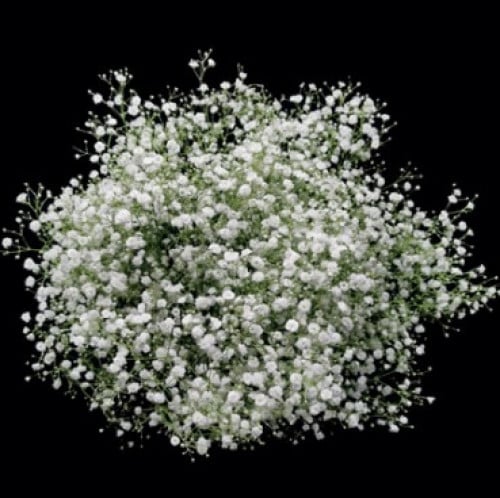 جيبسو أبيض(10 أغصان)Gypsophila White
