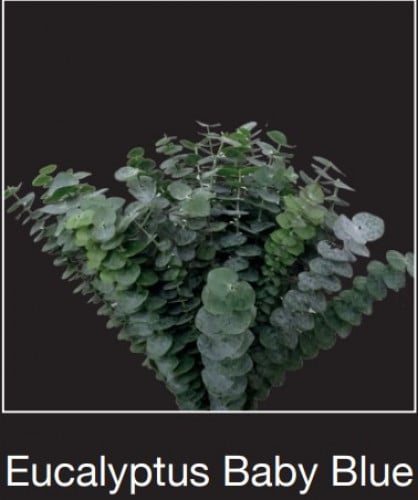 كليبتوس(10 أغصان)Eucalyptus