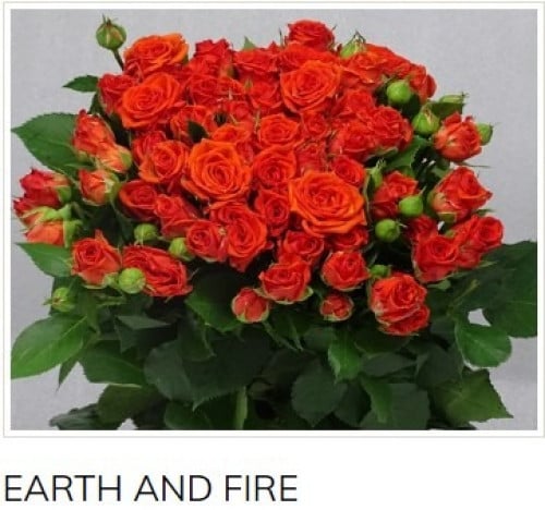 بيبي جوري(10 أغصان)-EARTH AND FIRE