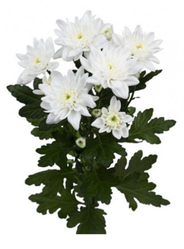 كريز(10 أغصان)WHITE