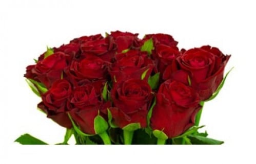 جوري(10 أغصان)-RED