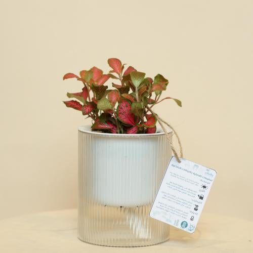 نباتات طبيعيه