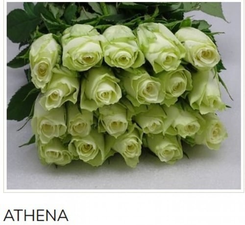 جوري(10 أغصان)-white