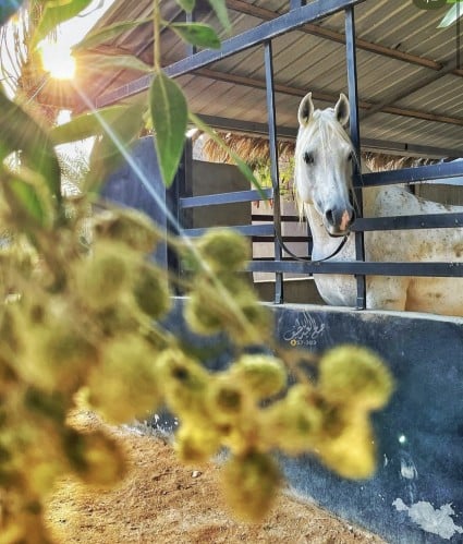 لمة وفله ( جميلات الرياض)