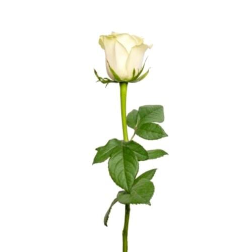 وردة مفردة