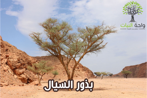 بذور السيال البري (5 بذرات)
