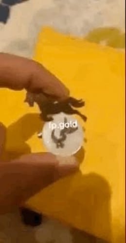 بروش صدف الحصان مطلي فضه المقاس الوسط