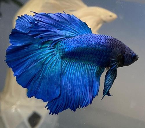 سمكة فايتر هاف مون