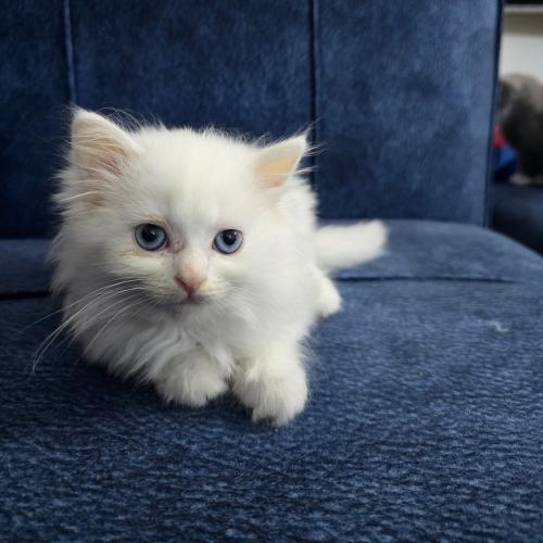 قط شيرازي ذكر أبيض- عمر شيرين