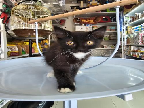 قطة شيرازية عمر شهرين