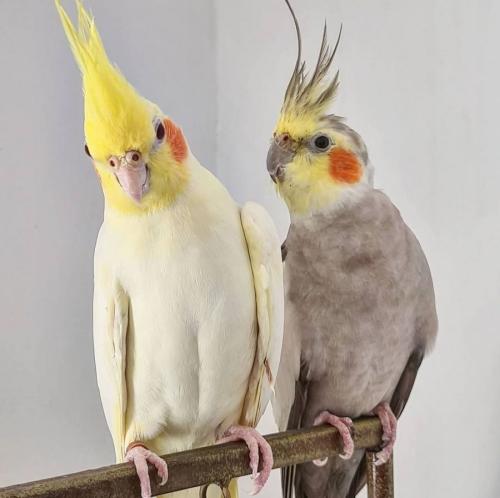 زوج ببغاء كروان غير أليف نورمال