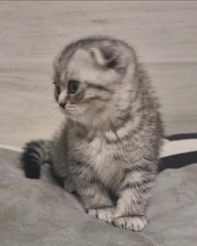 قط سكوتش كيتين