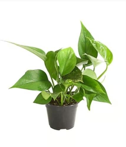 نبتة البوتس - فرع