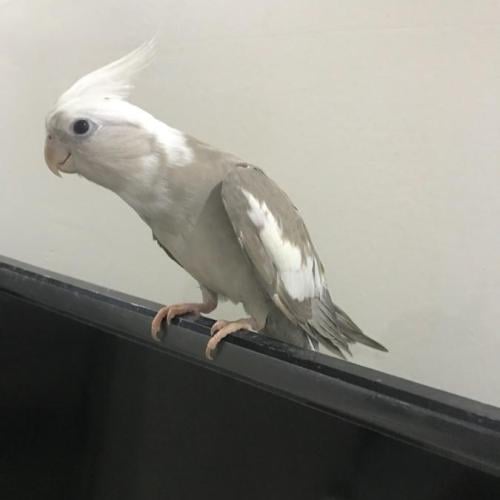 كروان هولندي غير أليف