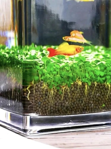 سماد أحواض الأسماك تعبئة كيس شفاف 1 كيلو