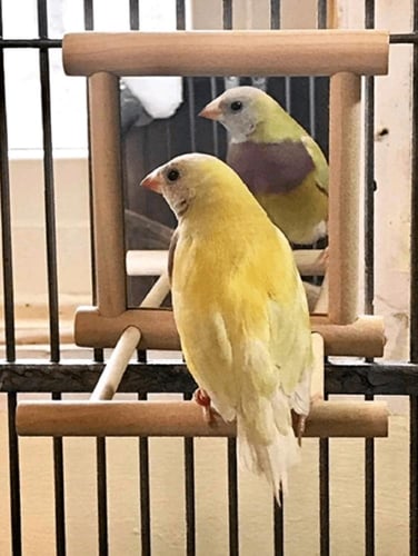 لعبة تفاعلية شكل مرآة للطيور