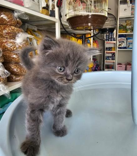 قطة هجين شيرازي + بيكي فيس عمر شهر