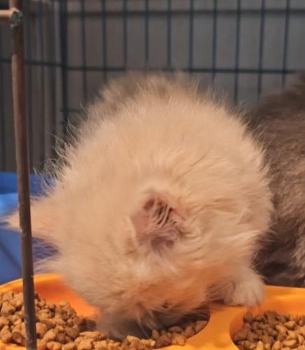 قطة برتقالية