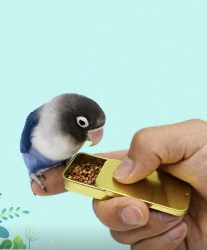 وعاء طعام تدريب الطيور المحمول باليد