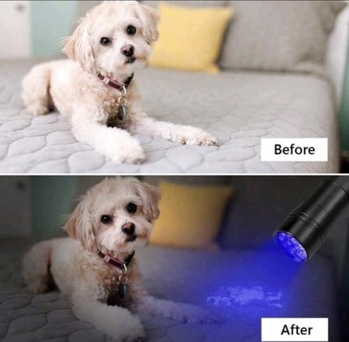 مصباح الكشف عن الفطريات والبقع