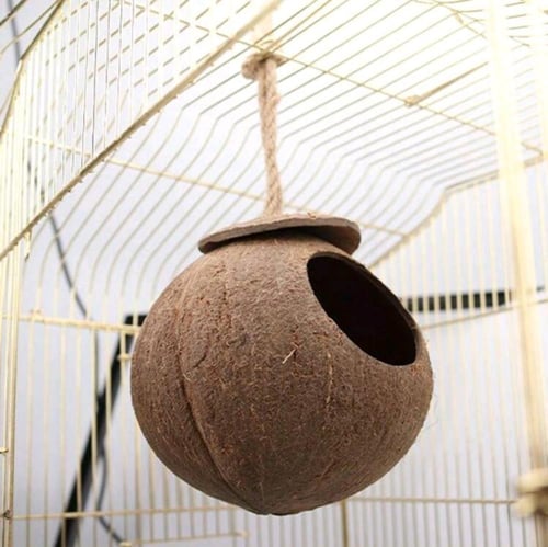 عش قطيفة جوز الهند