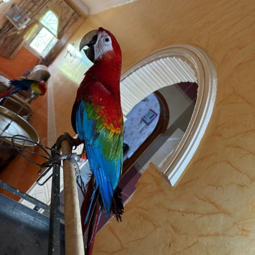 مكاو روبي أليف