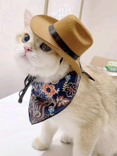 قبعة رعاة البقر للقطط والكلاب