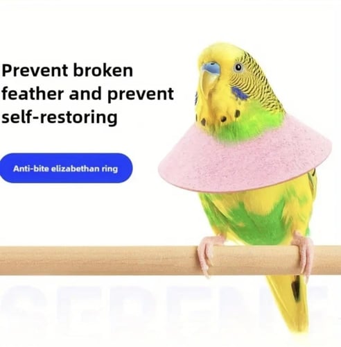 طوق حماية للطيور الصغيرة والمتوسطة