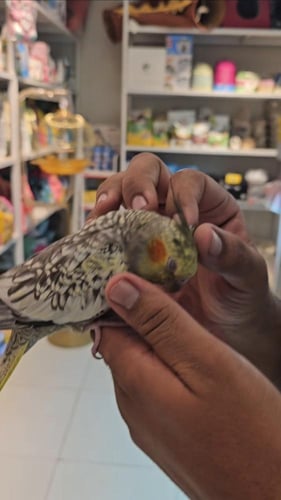 كروان أليف مع الملحقات