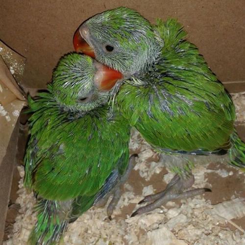 فرخ الدرة الهندي