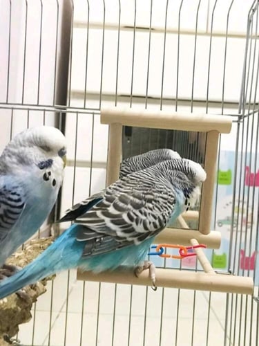 لعبة تفاعلية شكل مرآة للطيور