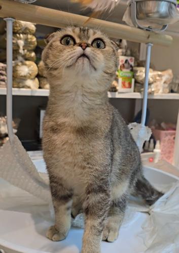 قطة سكوتش فولد