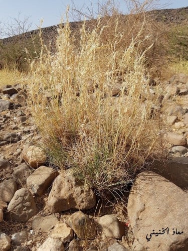 اذخر 20 بذرة Cymbopogon citratus