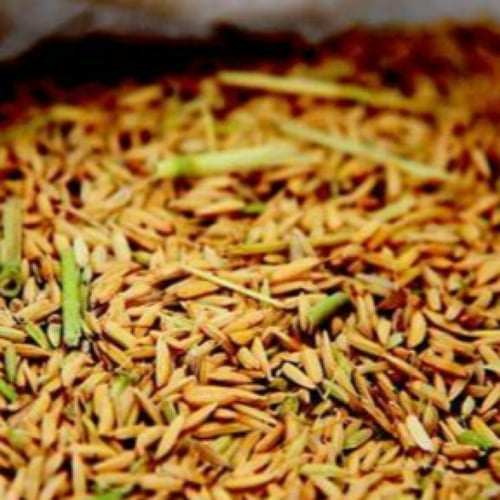 بذور رز حساوي 1 كيلو