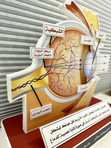 مجسم تركيب العين