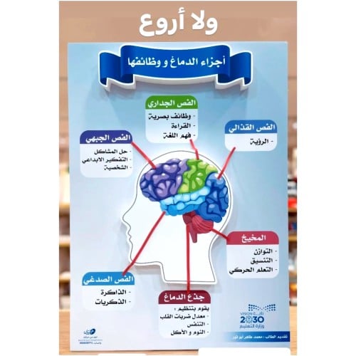 لوحة مجسمة ( اجزاء الدماغ و وظائفها )