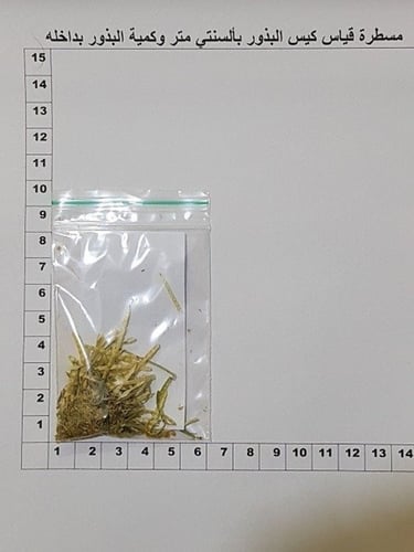 غريراء 600 بذرة eremobium aegyptiacum