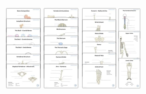 Skeleton system worksheets الجهاز العظمي مع ورقة ع...